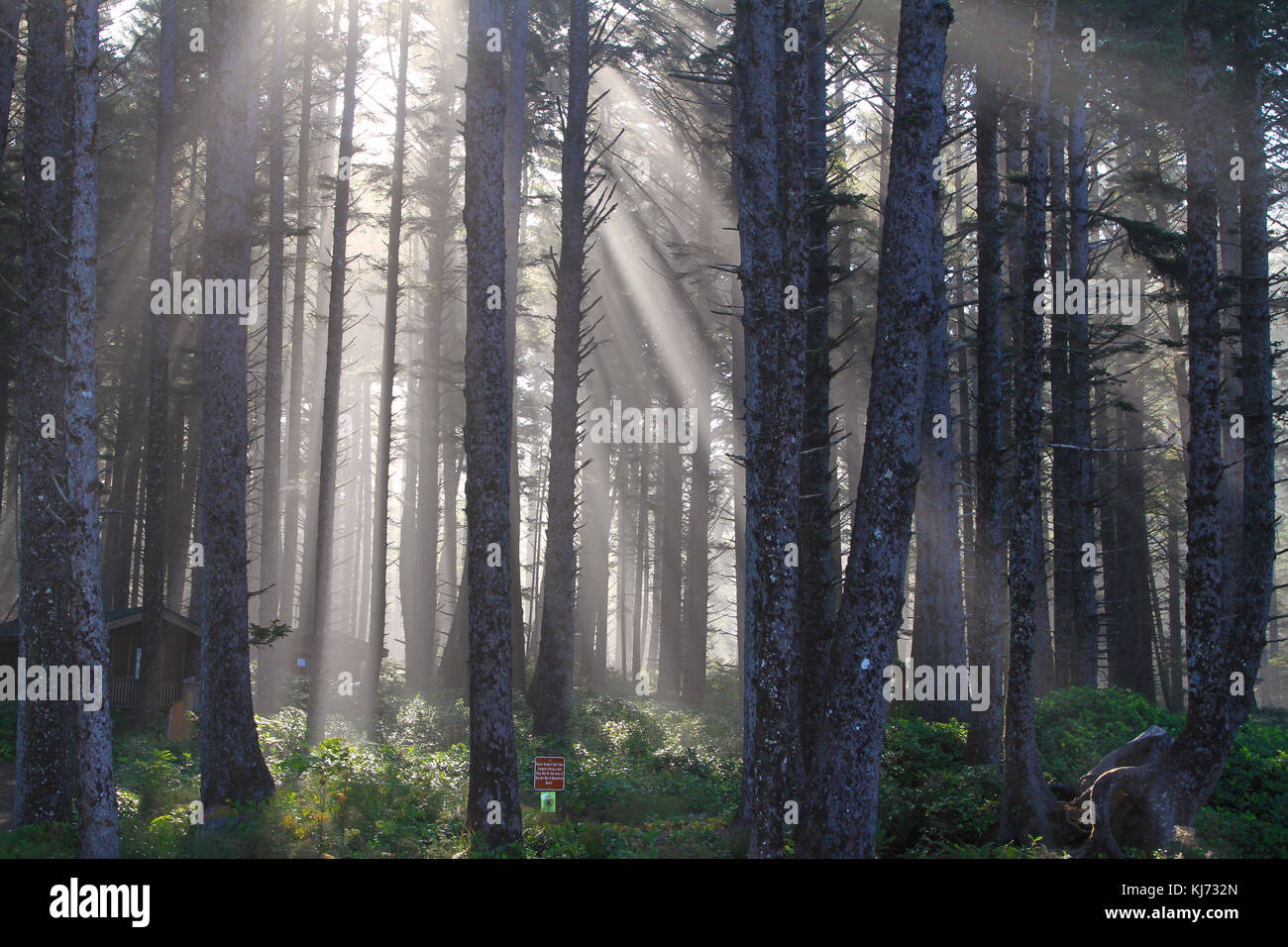 Raggi di sole che splende attraverso gli alberi in una foresta in Oregon State. Questa foto è stata scattata nelle prime ore del mattino. Foto Stock