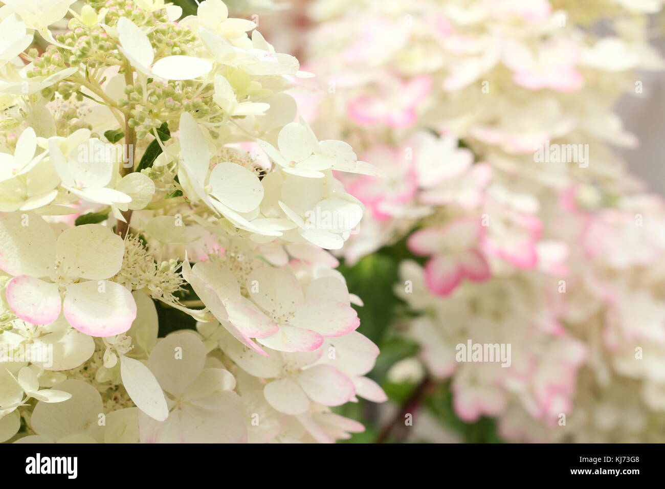 Appariscente colore rosa e bianco di blumi di Hydrangea paniculata 'Vanille Fraise' fioritura in un giardino inglese confine in estate (agosto), Regno Unito Foto Stock