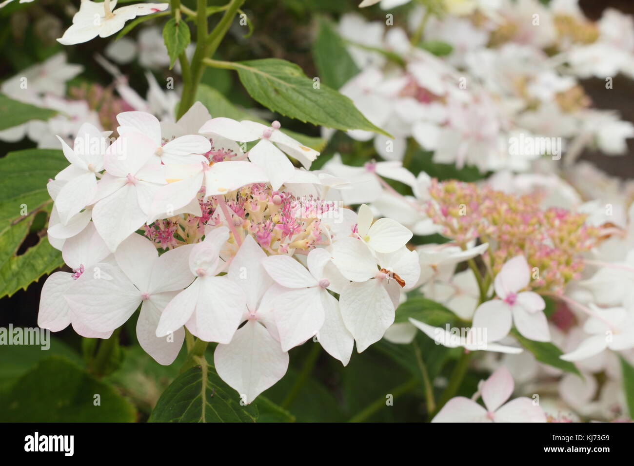 Hydrangea macrophylla 'Lanarth White' in piena fioritura su un luminoso giorno di estate (agosto), Regno Unito Foto Stock