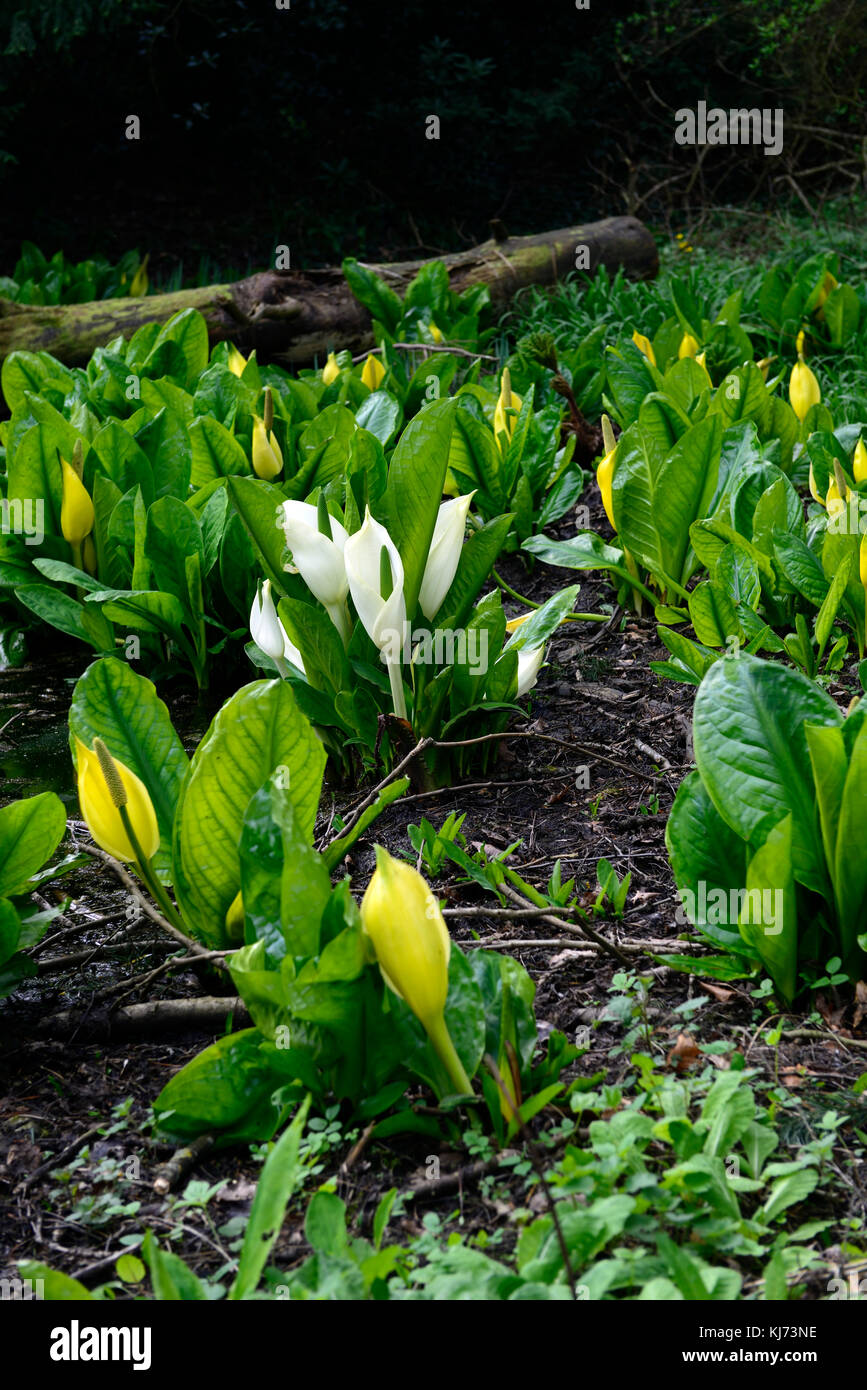 Lysichiton camtschatcensis,Asian Skunk cavolo ,Lysichiton americanus, bianco, giallo, Skunk cavolo, fiori, fioritura, bloom, fioritura, molla, pere Foto Stock