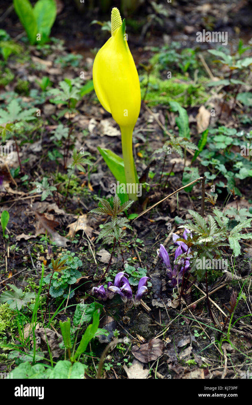 Lysichiton americanus, giallo Skunk cavolo,Purple Toothwort, Lathraea clandestina,viola, lavanda, fiori, fiori, fioritura, parassiti, parassita, Foto Stock