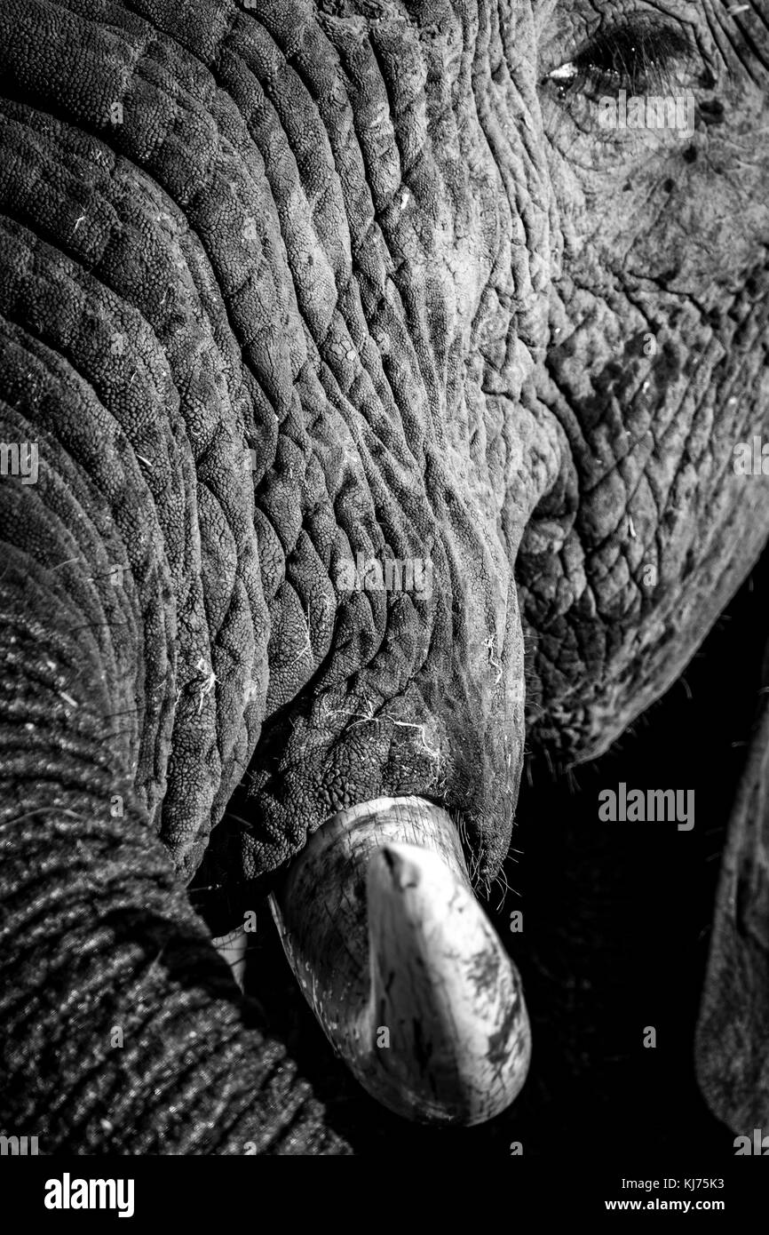 Zanna di elefante Foto Stock