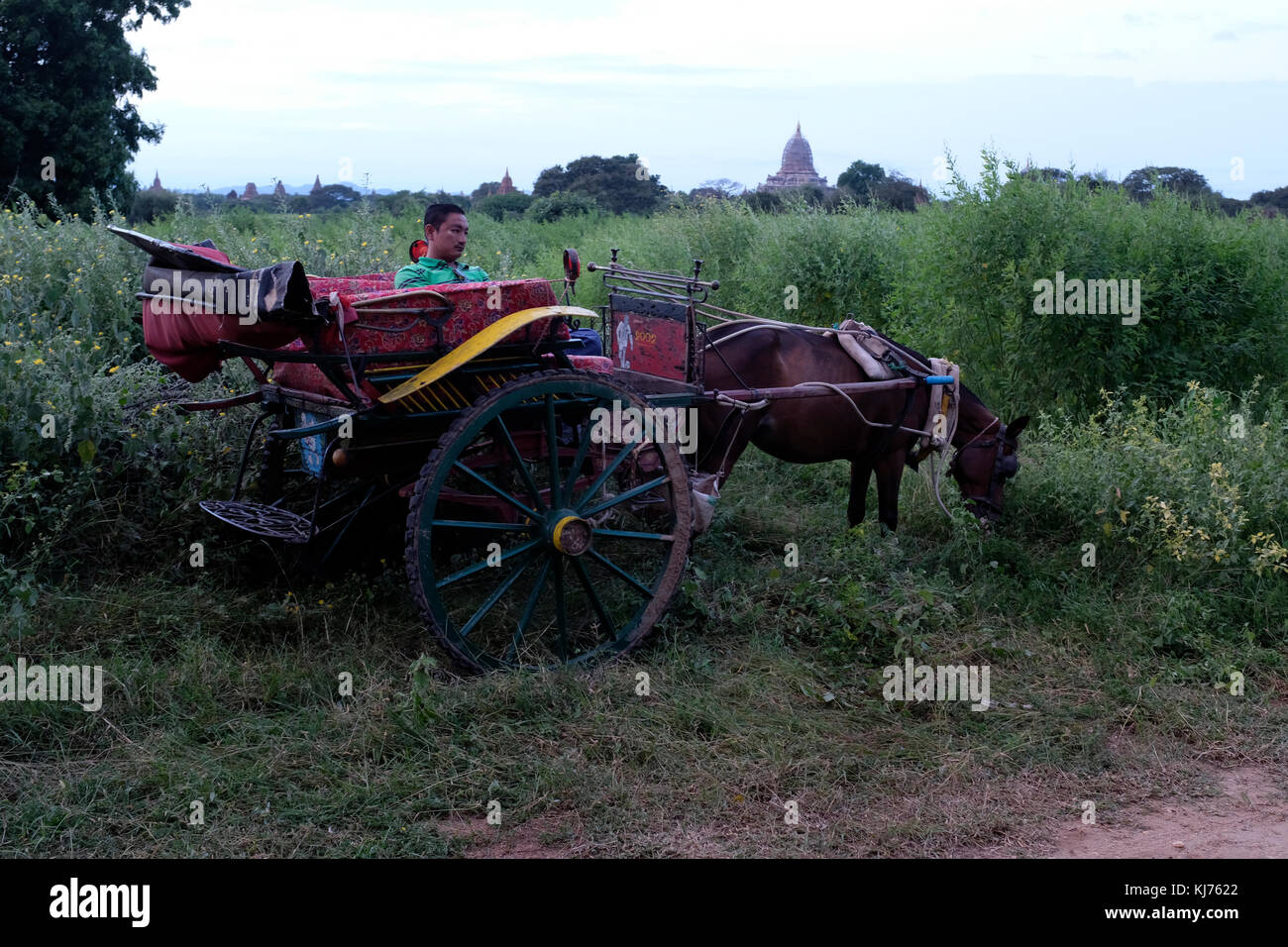 Carrello cavallo in Bagan Myanmar. Cavallo gode di un piccolo snack durante l'attesa per i turisti a tornare Foto Stock