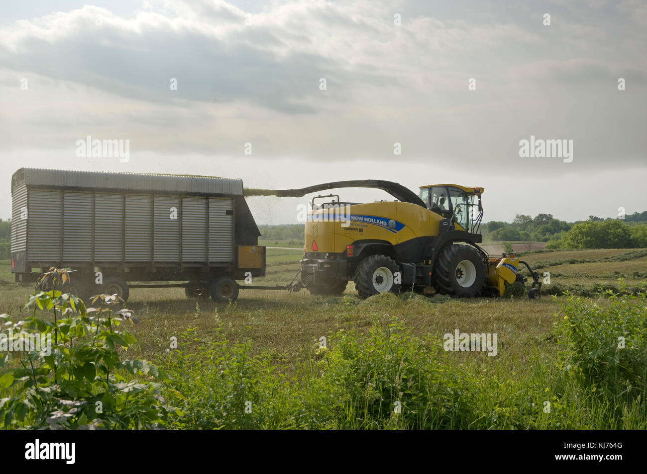 Agricoltore la raccolta di foraggio foraggio insilato di foraggio New Holland Cruiser Foto Stock