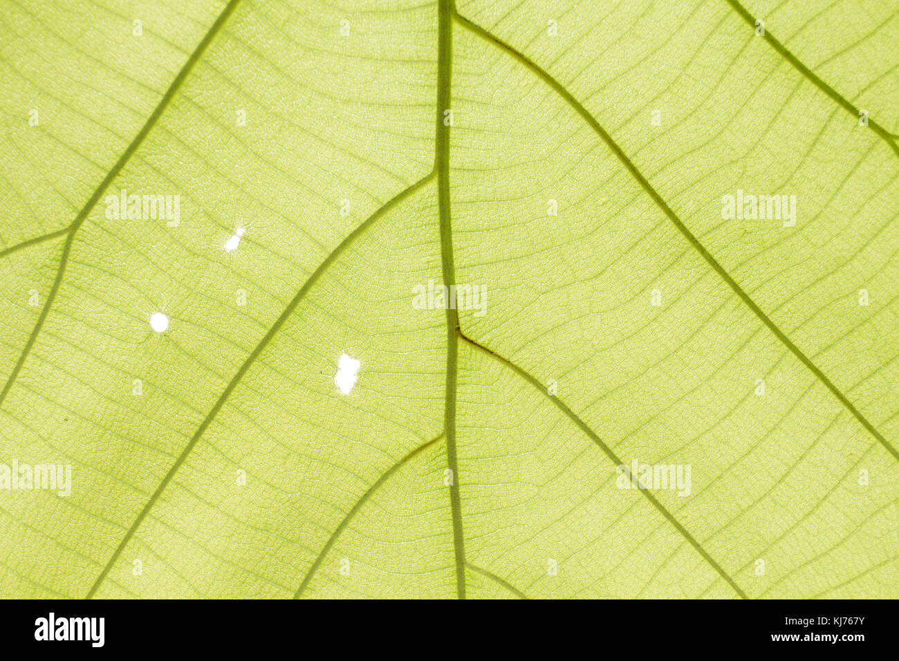 Le foglie sono opposte alla luce Foto Stock