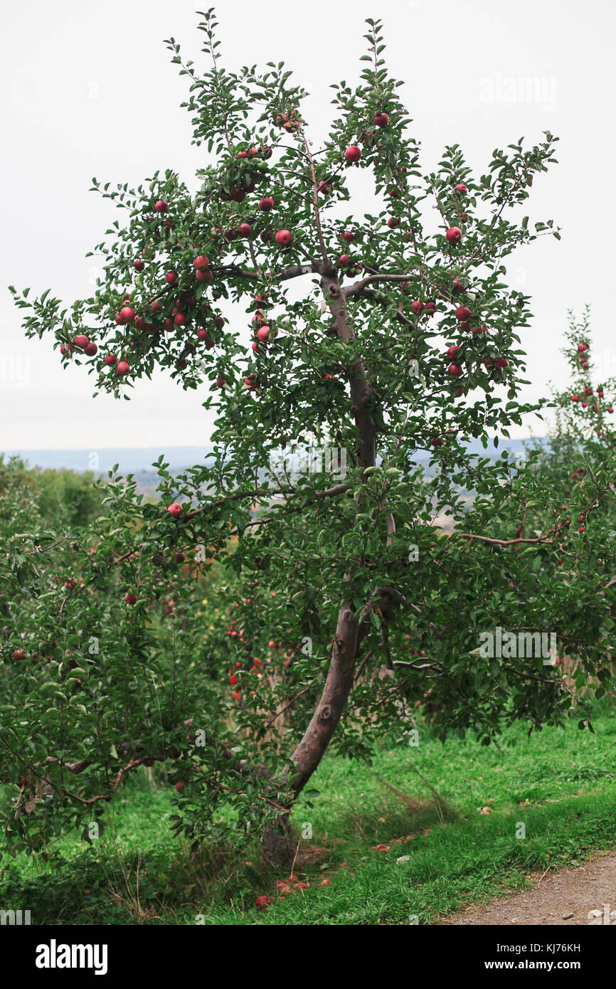 Un albero di mele in un frutteto con mature mele rosse pronti per essere raccolti Foto Stock