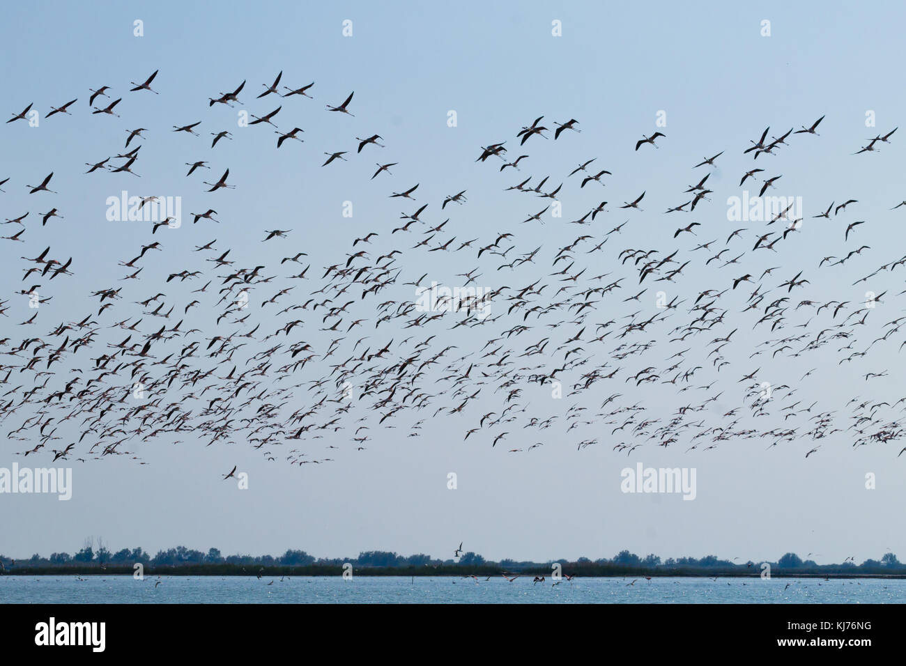Stormo di fenicotteri rosa da "Delta del Po' laguna, Italia. Panorama della natura Foto Stock