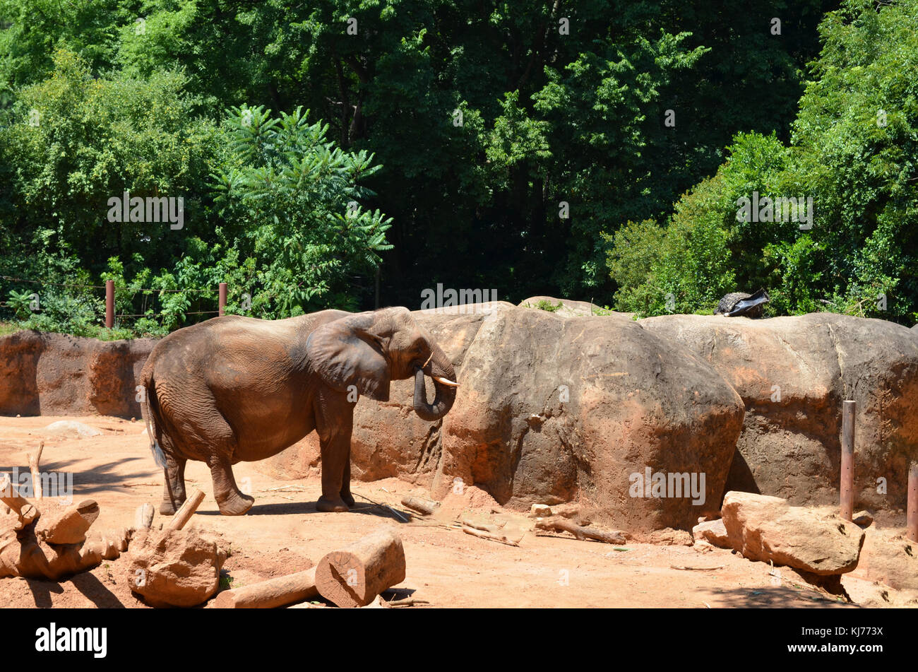 Elefante in zoo Foto Stock