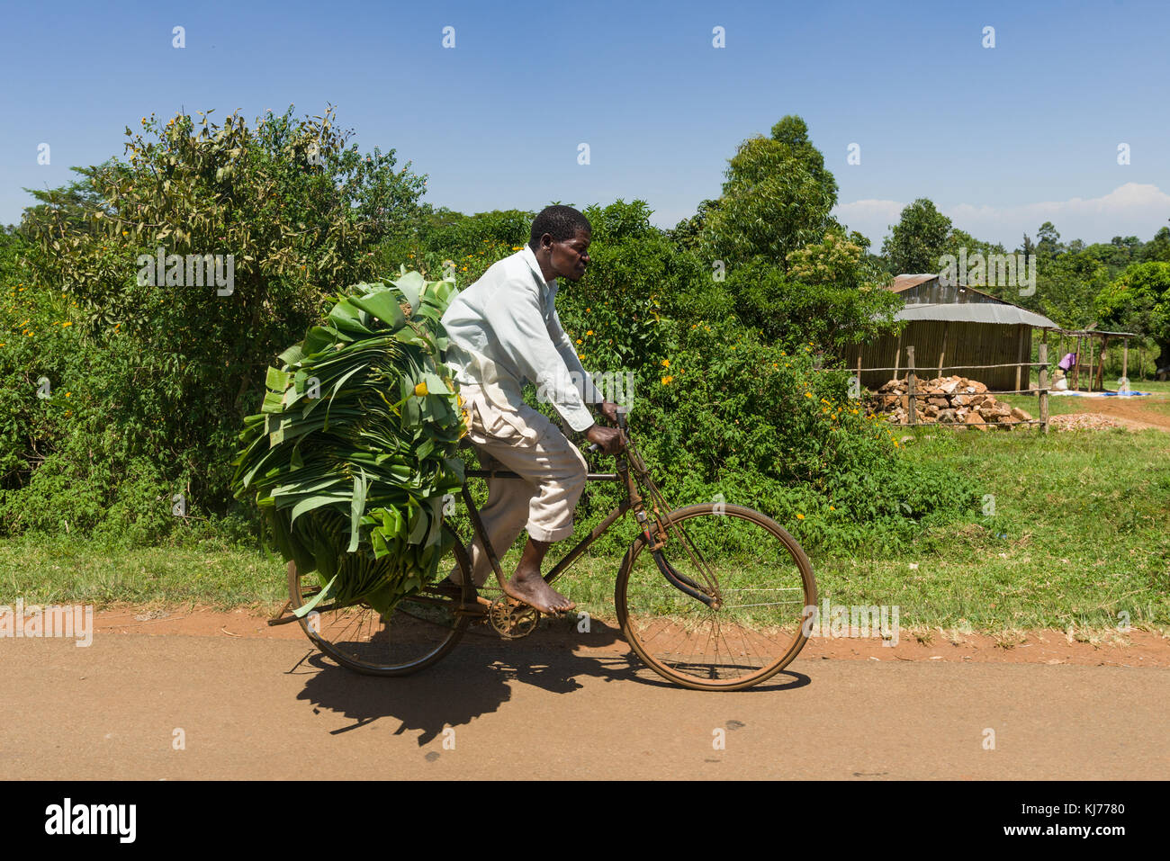 Maschio ciclista africano equitazione sulla bicicletta che trasportano grandi foglie di banano sul retro per mercato, Uganda, Africa Foto Stock
