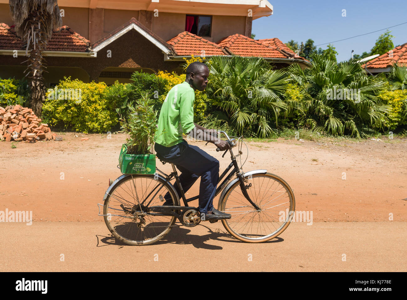 Maschio ciclista africano equitazione sulla bicicletta piante porta sul retro per mercato, Uganda, Africa Foto Stock