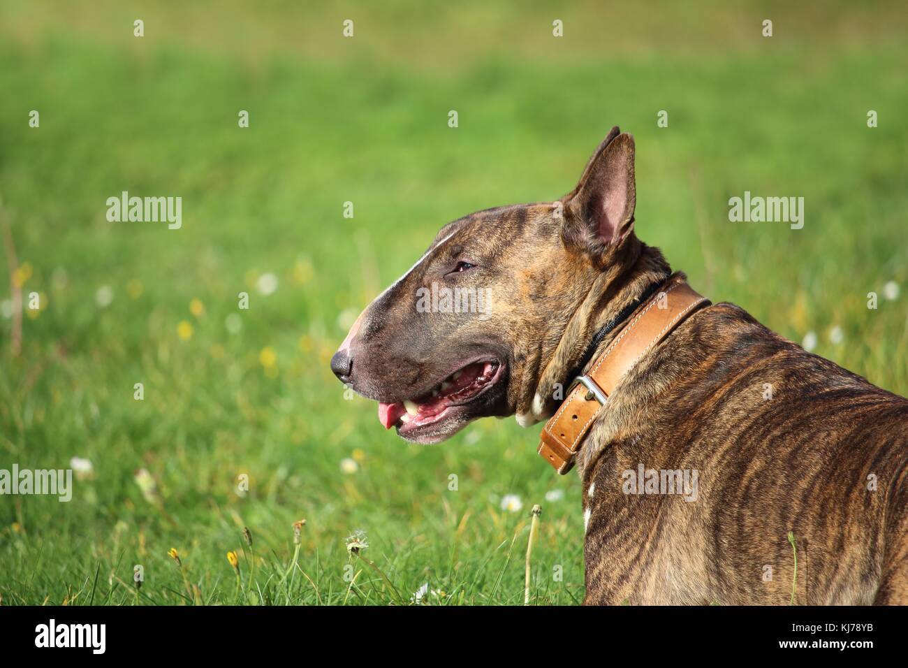 Un marrone bull terrier cane che è sdraiato in mezzo all'erba al sole Foto Stock