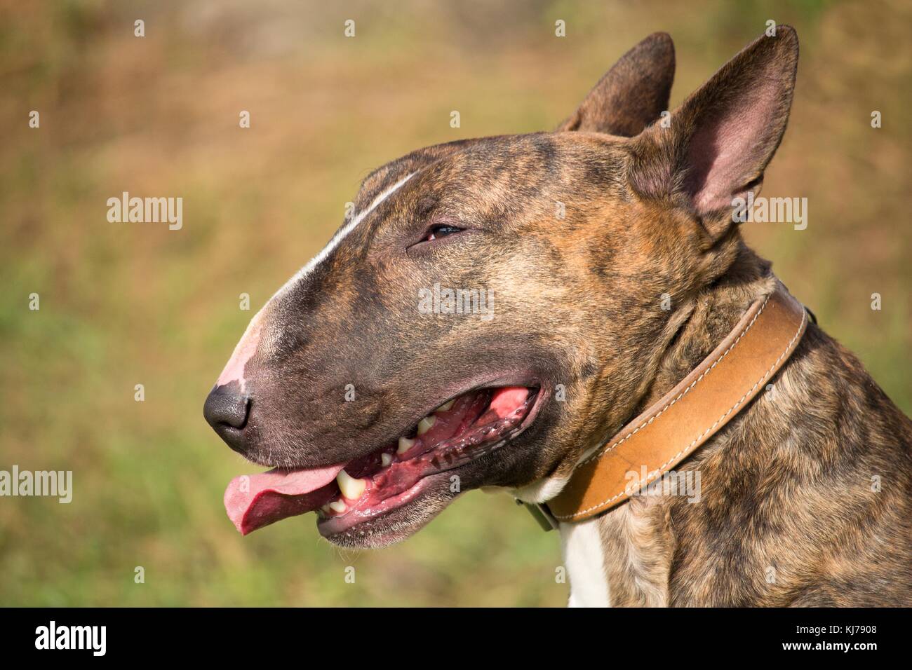 Un marrone bull terrier cane che è sdraiato in mezzo all'erba al sole Foto Stock