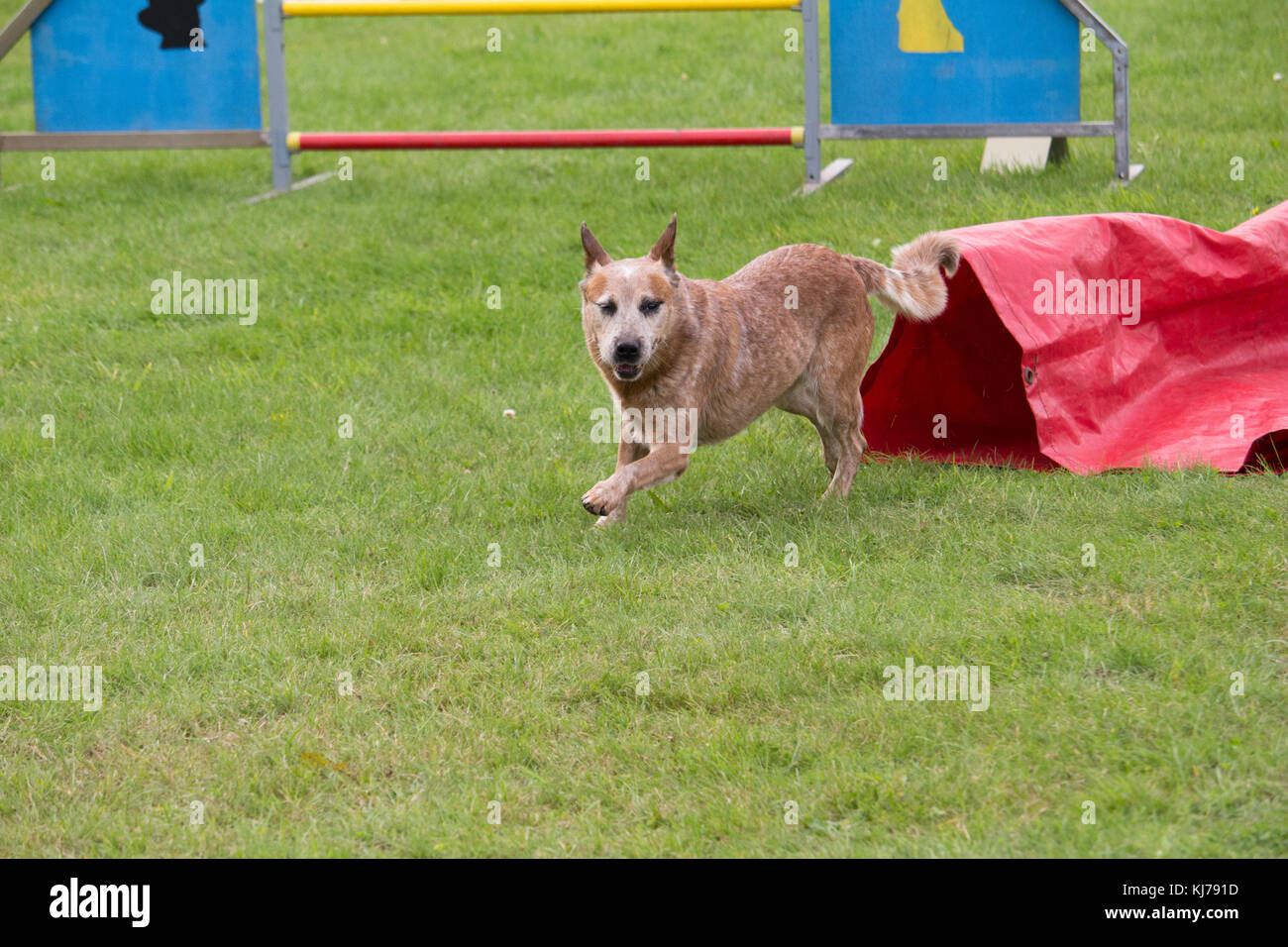 Un Miniature pinscher in una competizione canina di agilità passaggio nel tunnel Foto Stock