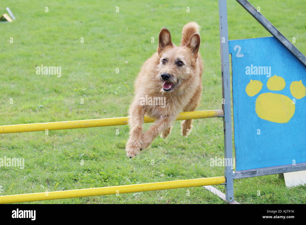 Il piccolo cane marrone salta gli ostacoli di agilità contest Foto Stock