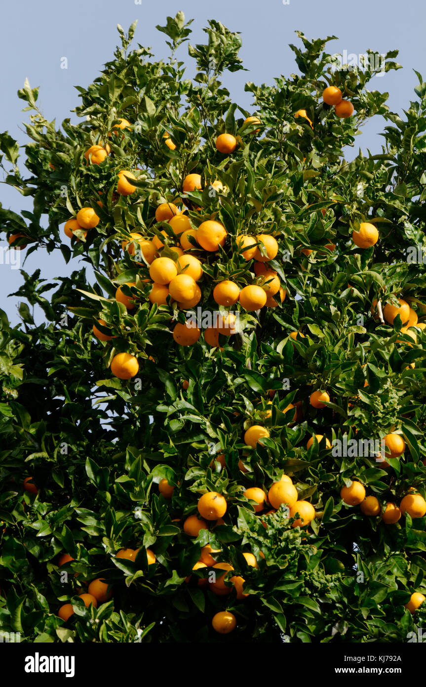 Arancio Alberi Che Crescono Gli Agrumi Frutti In Strada In Tenerife Spagna Spagnolo Arance Foto Stock Alamy