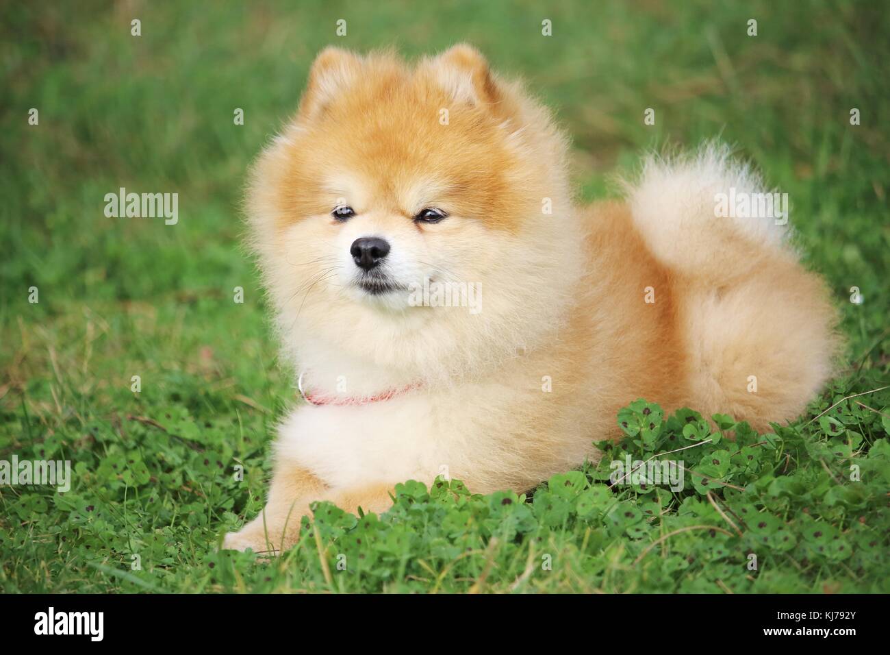 Un po' di dwarf spitz cane è giacente in erba e ascolta la sua master distanti Foto Stock