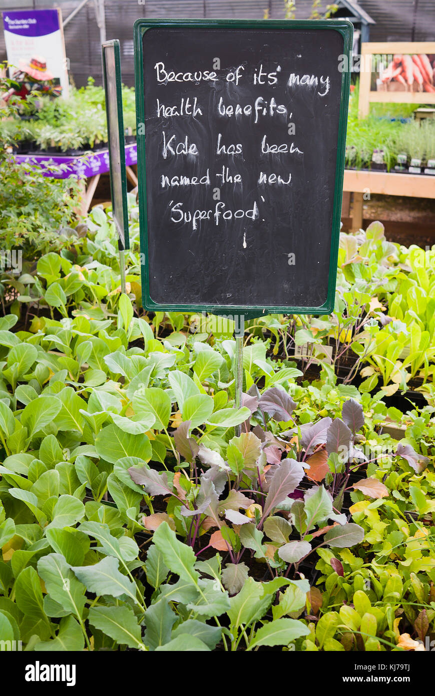 Verde giovane piante vegetali per la vendita di auto-selezione con una comunicazione persuasiva inneggiando la salute delle virtù di Kale come una casa coltivati il cibo nel Regno Unito Foto Stock