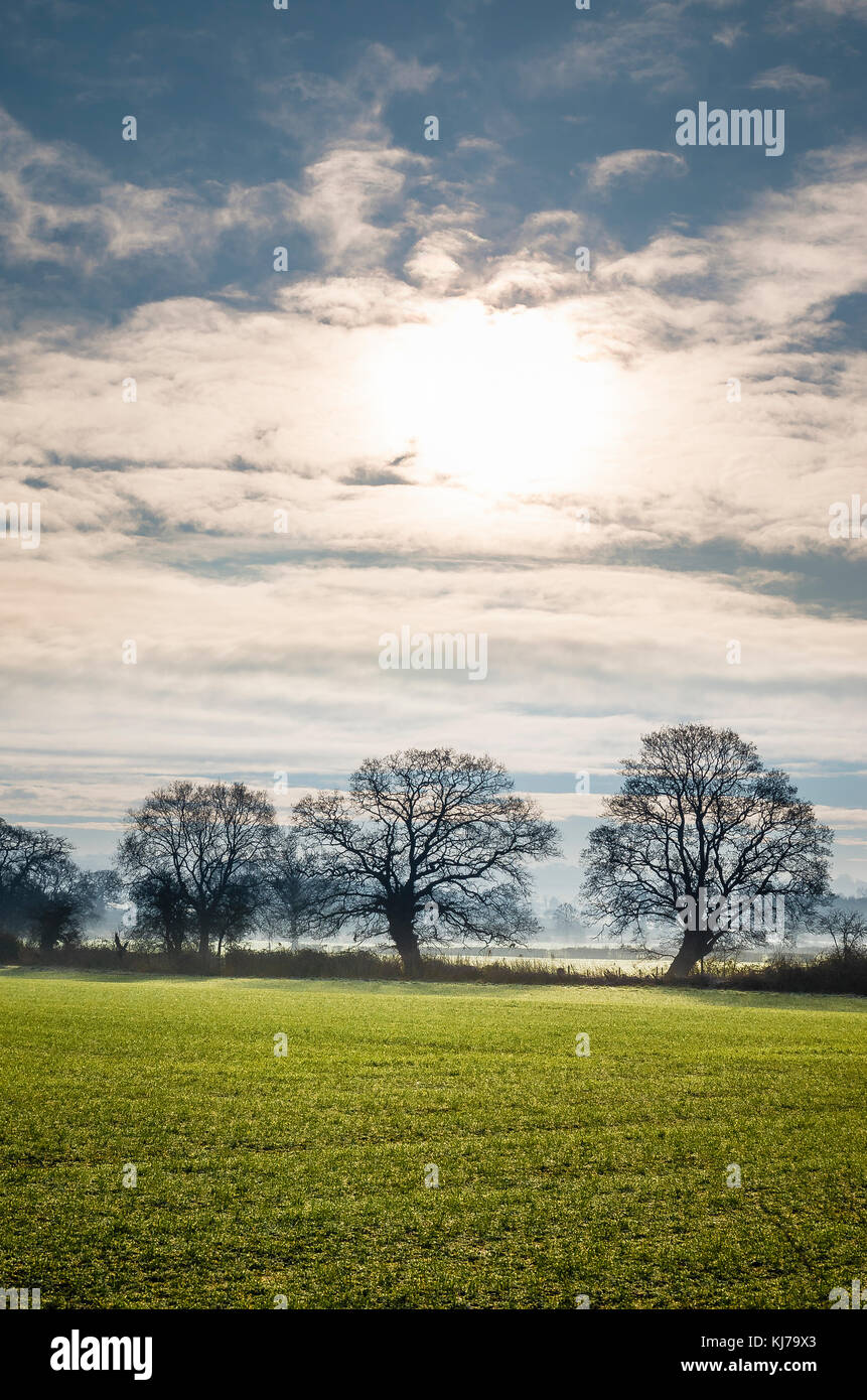 Un inverno Wiltshire del paesaggio con i primi segni di crescita nel campo in Inghilterra, Regno Unito Foto Stock