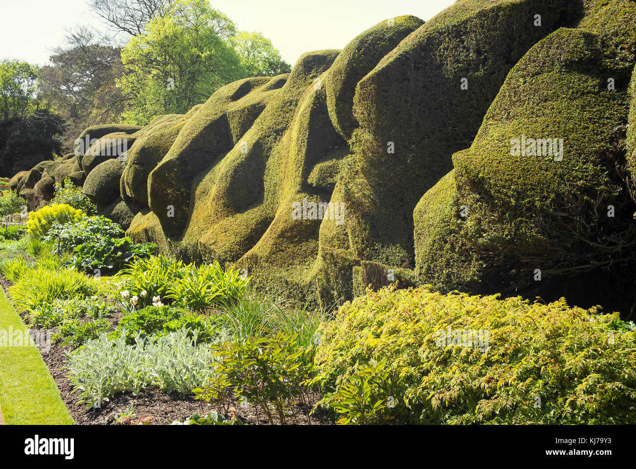 Un confine erbaceo appena venuta in vita all'inizio della primavera con una copertura di tasso di forma nuvola che fornisce riparo e privacy in giardino a Walmer Castle Kent Foto Stock