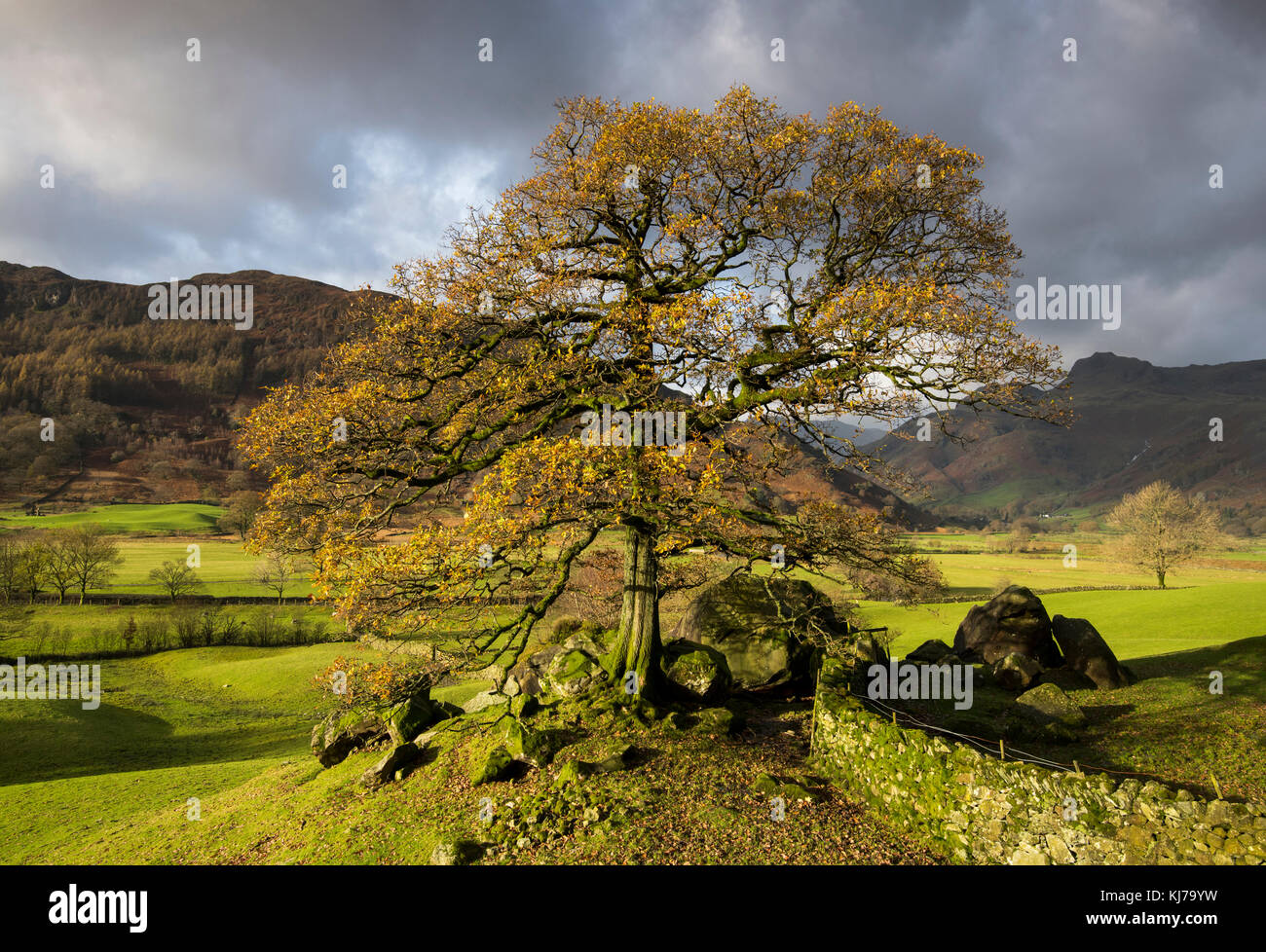 In autunno la mattina in the langdale valley, Lake District Cumbria Inghilterra England Regno Unito Foto Stock