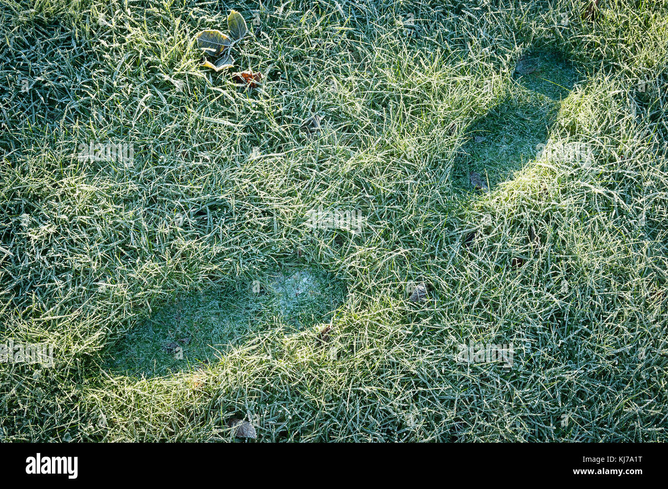 Footprint e compressione dei surgelati erba del prato in inverno; non è raccomandata per il rischio di danni alle piante Foto Stock