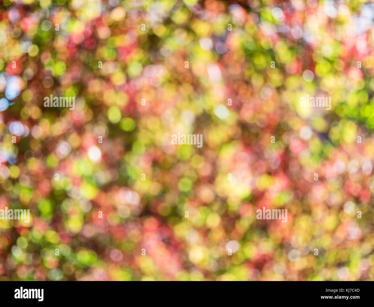 Sfocato Foglie di autunno. la natura dello sfondo. Foto Stock