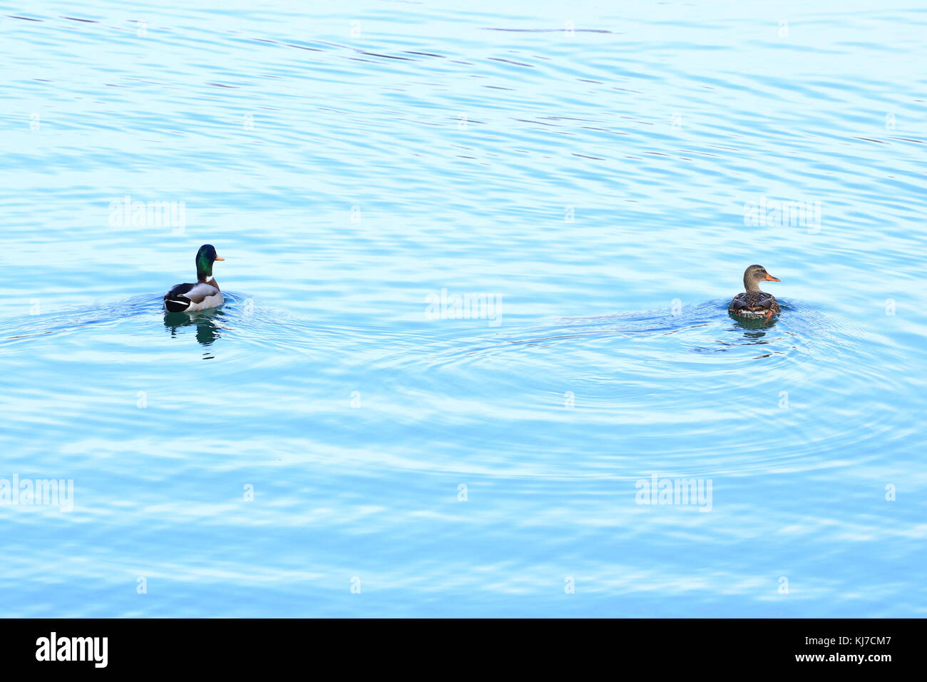 Anatre selvatiche sul lago Foto Stock