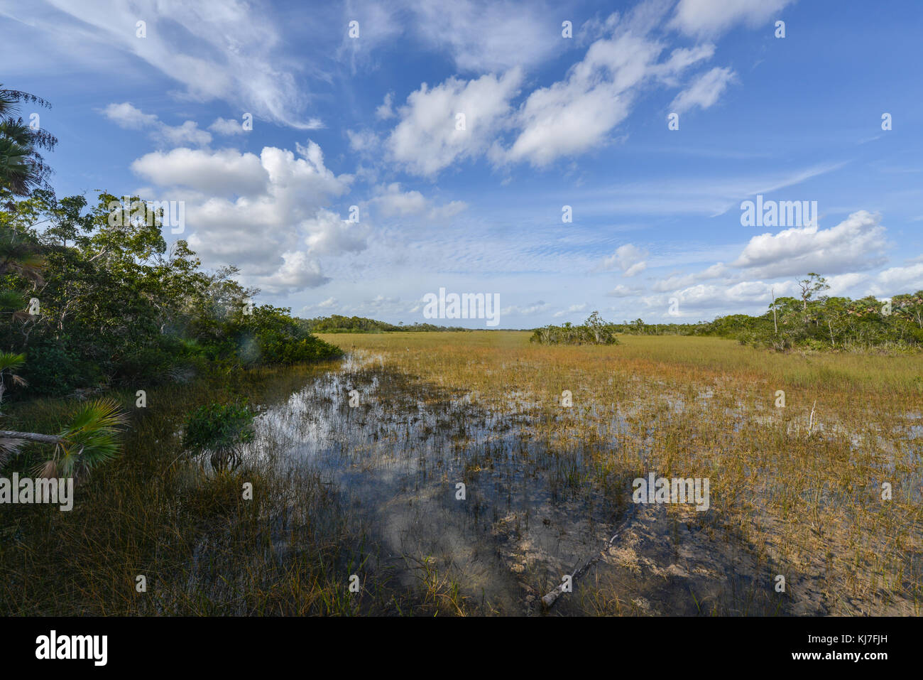 Paesaggio panoramico nella Florida Everglades National Park durante l'inverno. Il più grande deserto subtropicale negli stati uniti. Foto Stock