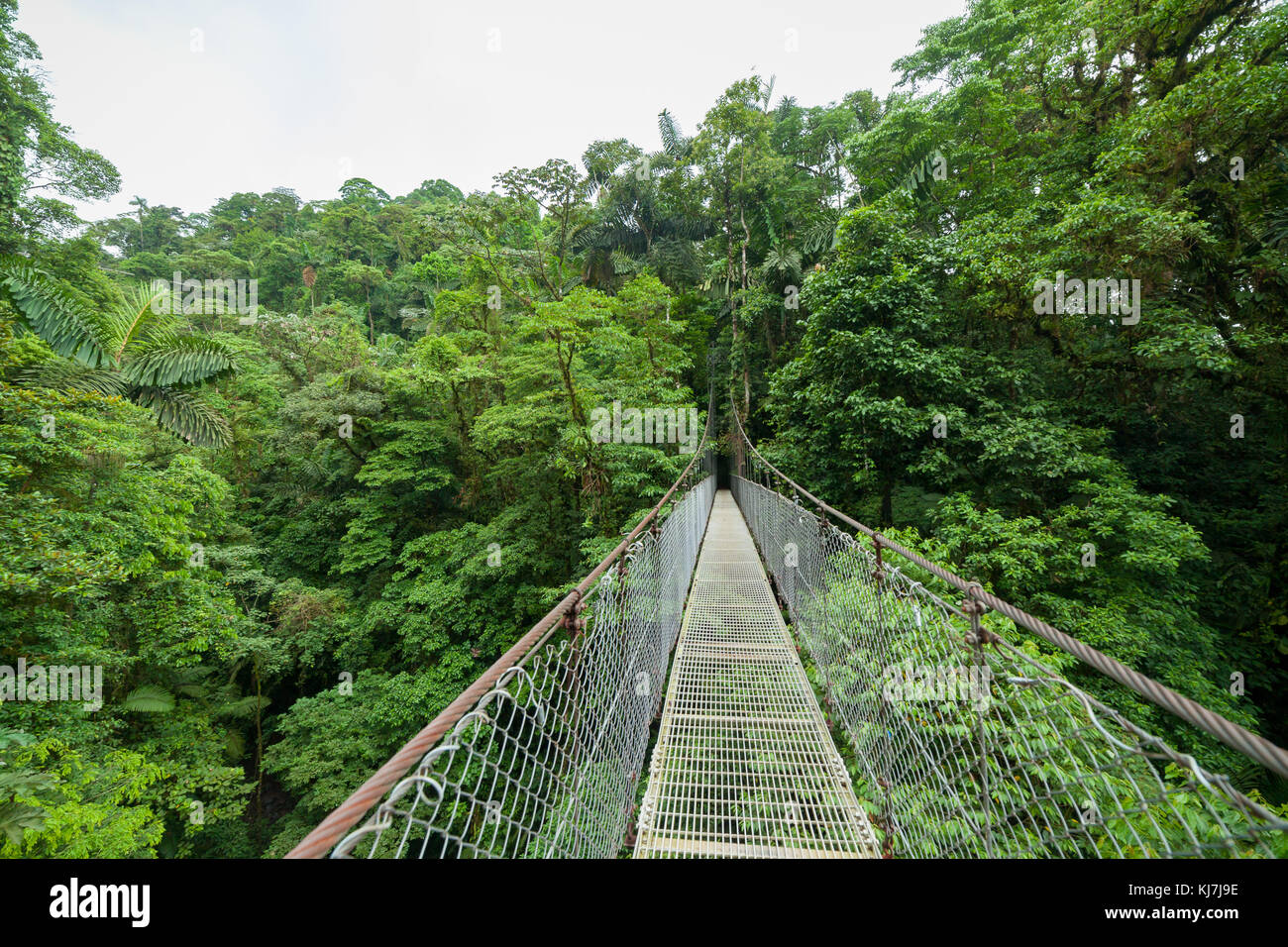 Ponte di sospensione nella foresta pluviale Foto Stock