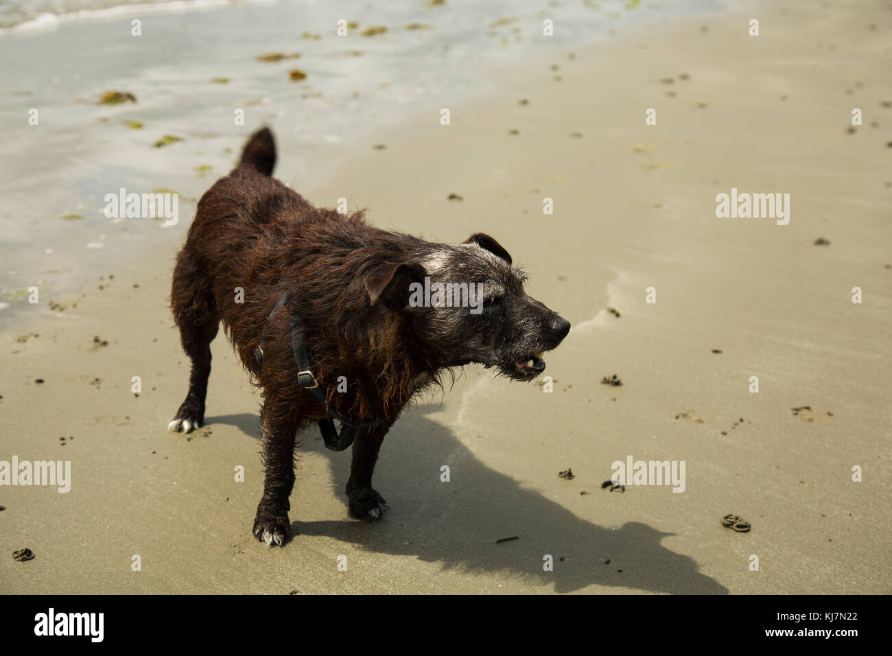 Un patterdale terrior giocando sulla spiaggia Foto Stock