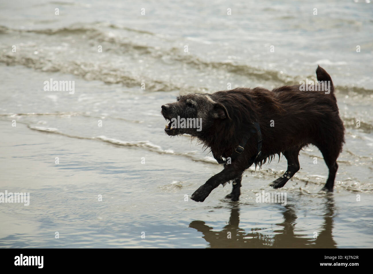 Un patterdale terrior gioca su una spiaggia e barking Foto Stock