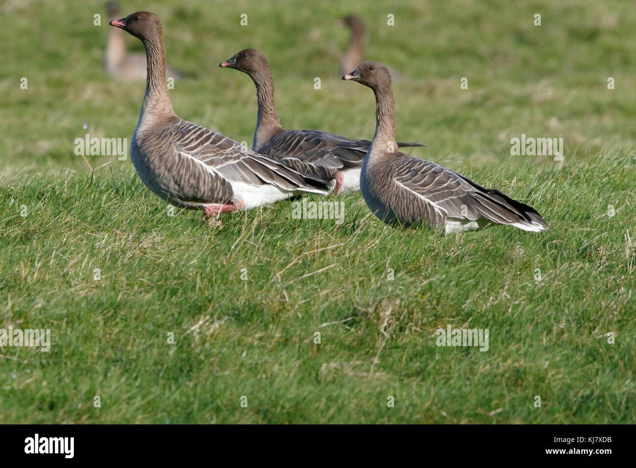 Pin-footed goose Anser brachyrhynchus tre uccelli standign nel campo avviso lookign, Norfolk, Regno Unito Foto Stock