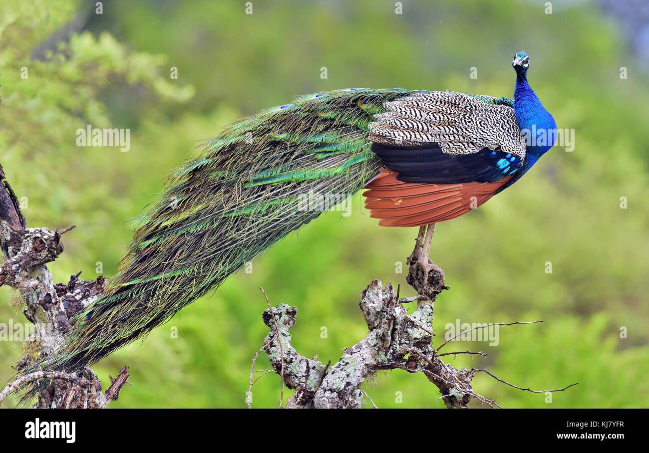 Peacock sull'albero. ritratto del bellissimo pavone con le piume. indiano o peafowl peafowl blu (pavo cristatus) Foto Stock