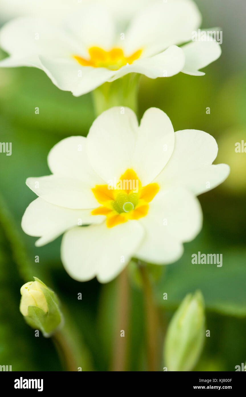 PRIMULA ACAULIS EVERLAST ibrido F1 Foto Stock