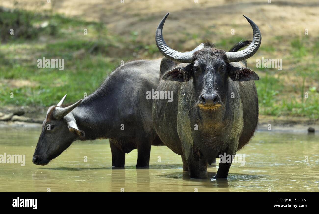 Il ristoro di bufali. femmina e vitello di bufalo indiano di acqua di balneazione in stagno in Sri lanka. sri lanka wild water buffalo (Bubalus arnee mi Foto Stock