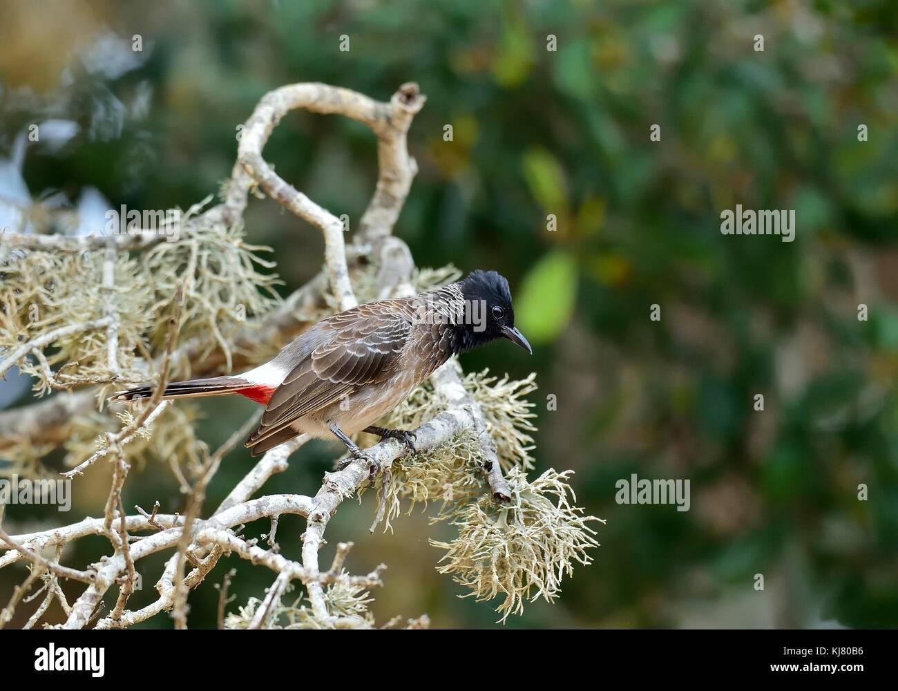 Il rosso-sfiatato bulbul (pycnonotus cafer) è un membro della famiglia di bulbul di passeriformi. Foto Stock