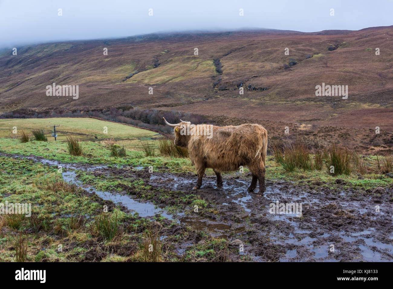 Hihland mucca, drynoch, isola di Skye, Scotland, Regno Unito Foto Stock