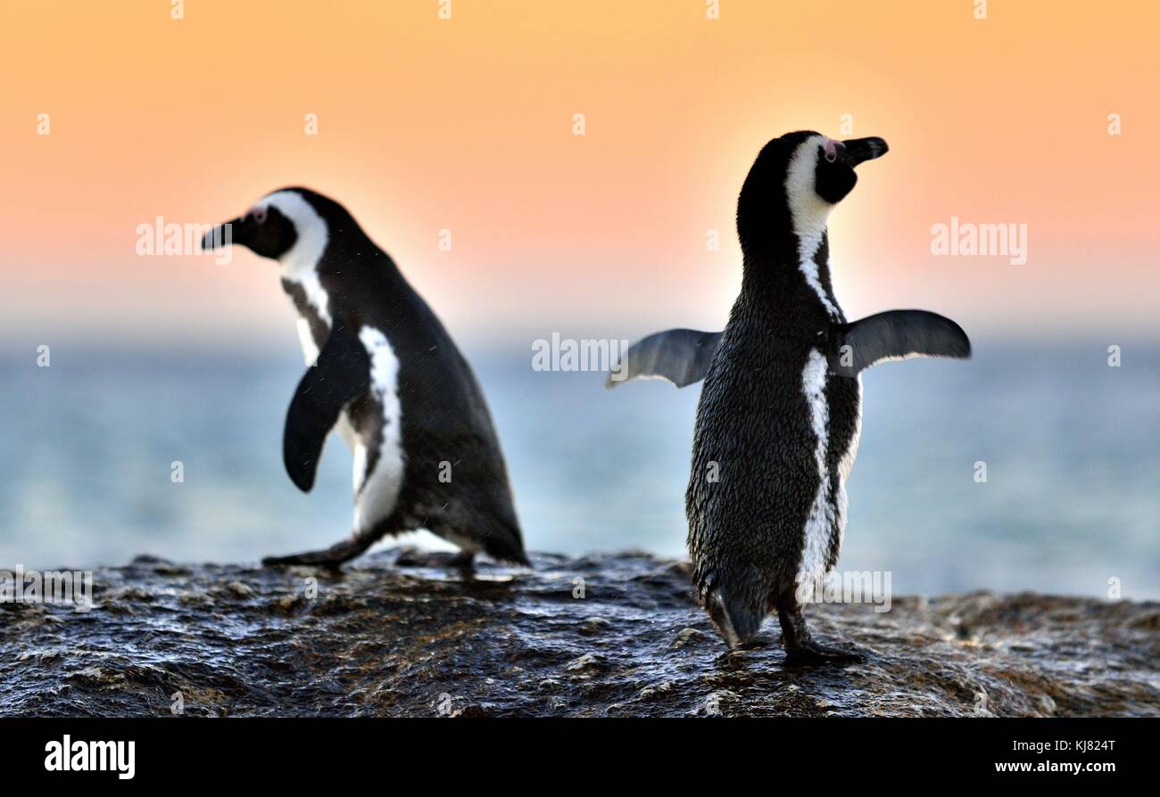Il pinguino africano (Spheniscus demersus). sud africa Foto Stock