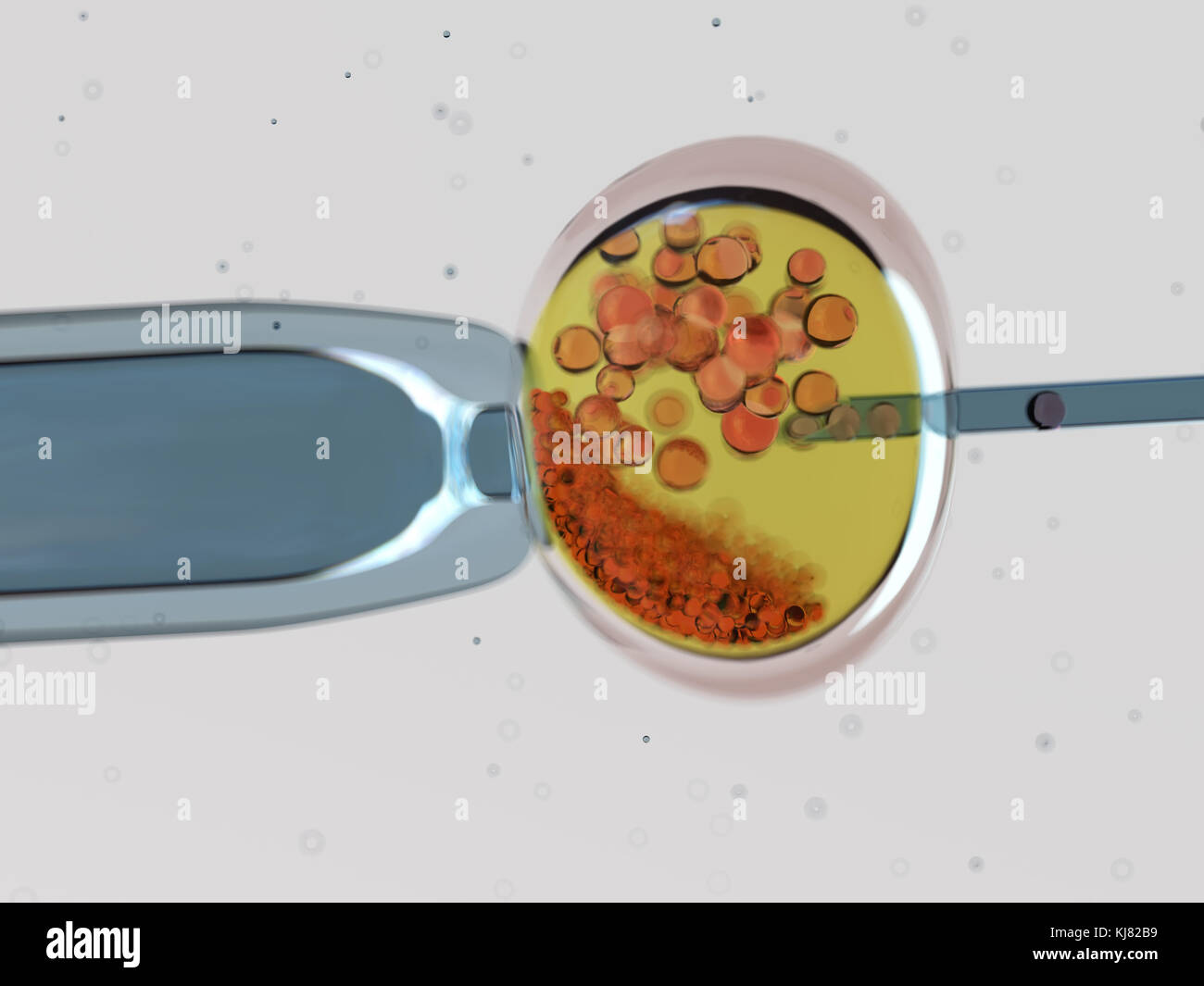 La fecondazione in vitro Foto Stock