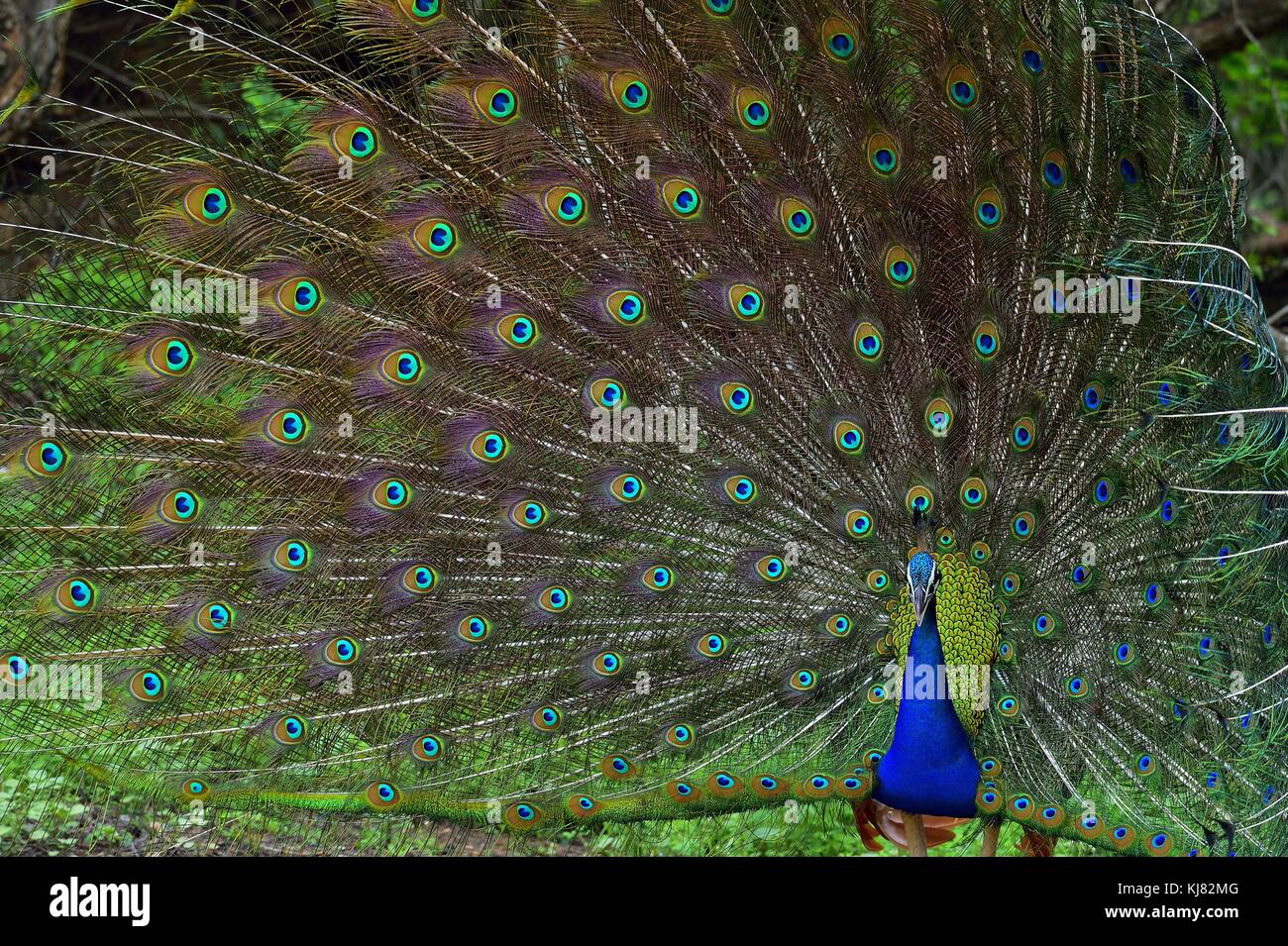 Ritratto di bellissimo pavone con le piume. indiano o peafowl peafowl blu (pavo cristatus). Yala National Park. sri lanka Foto Stock