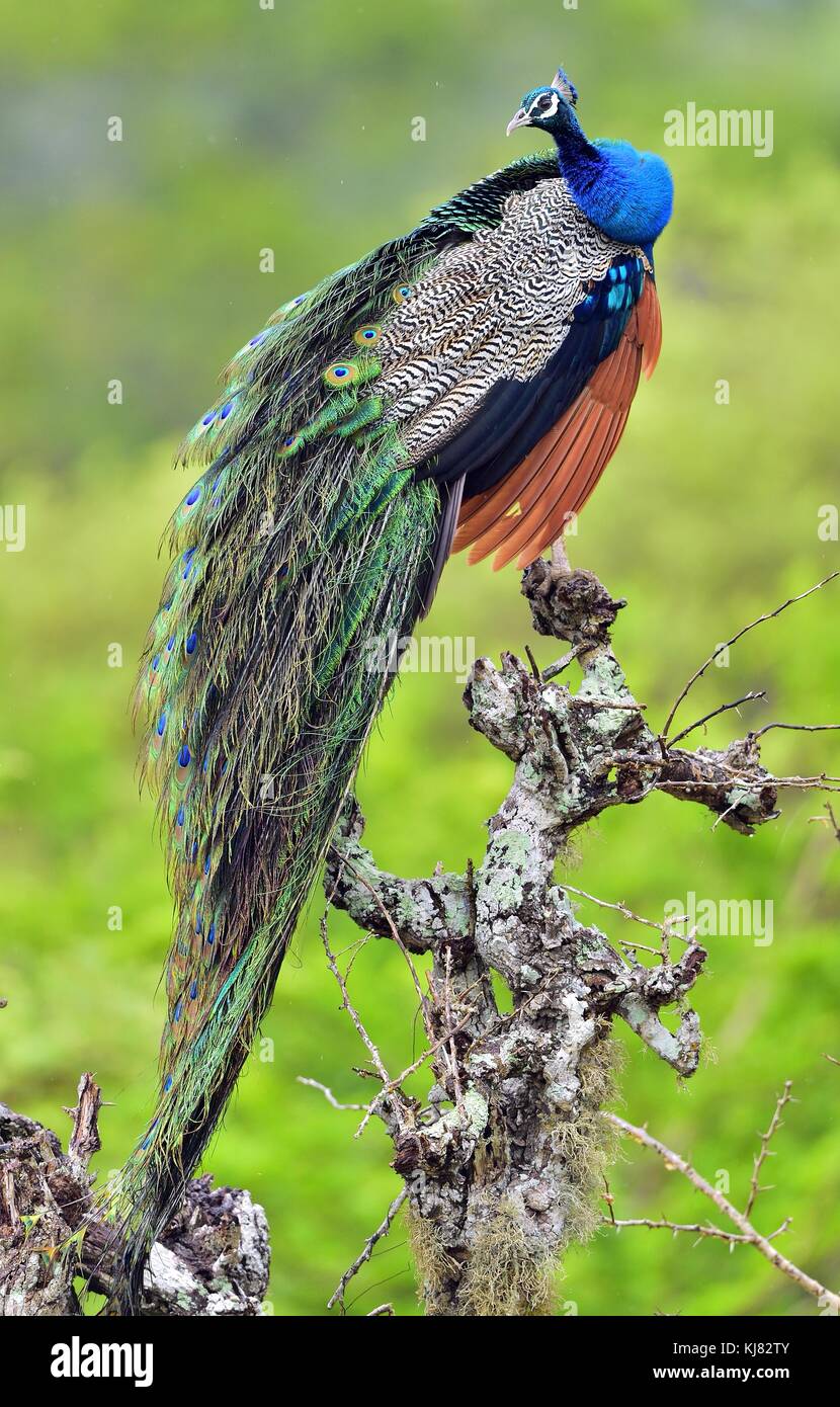 Peacock sull'albero. ritratto della bella peacock . Il peafowl indiano o peafowl blu (pavo cristatus) . Yala National Park. sri lanka Foto Stock