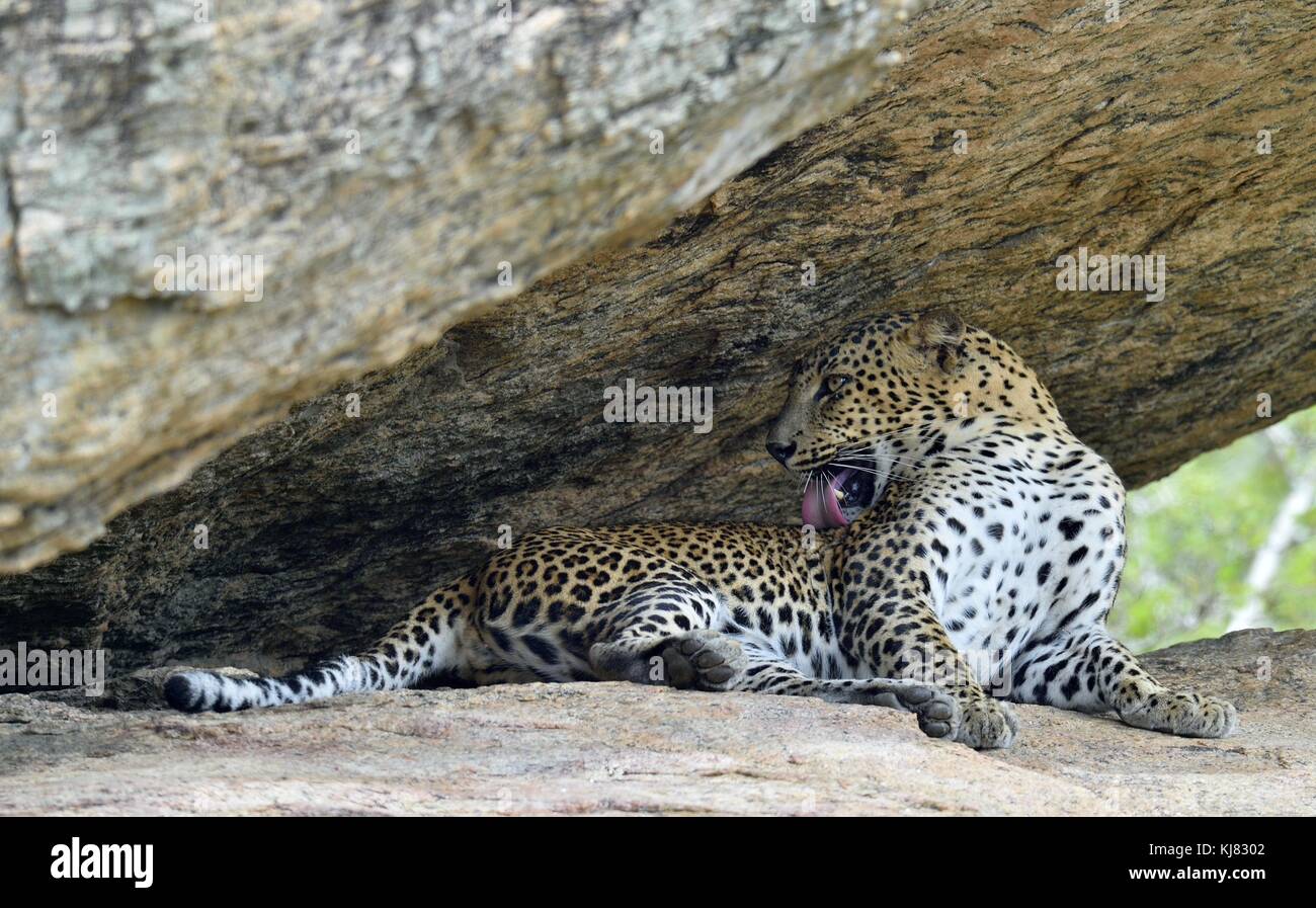 Un ritratto di un leopard giacente in una roccia mentre il leccamento auto. la femmina di leopardo dello Sri Lanka (panthera pardus kotiya). sri lanka. Yala National Park. Foto Stock