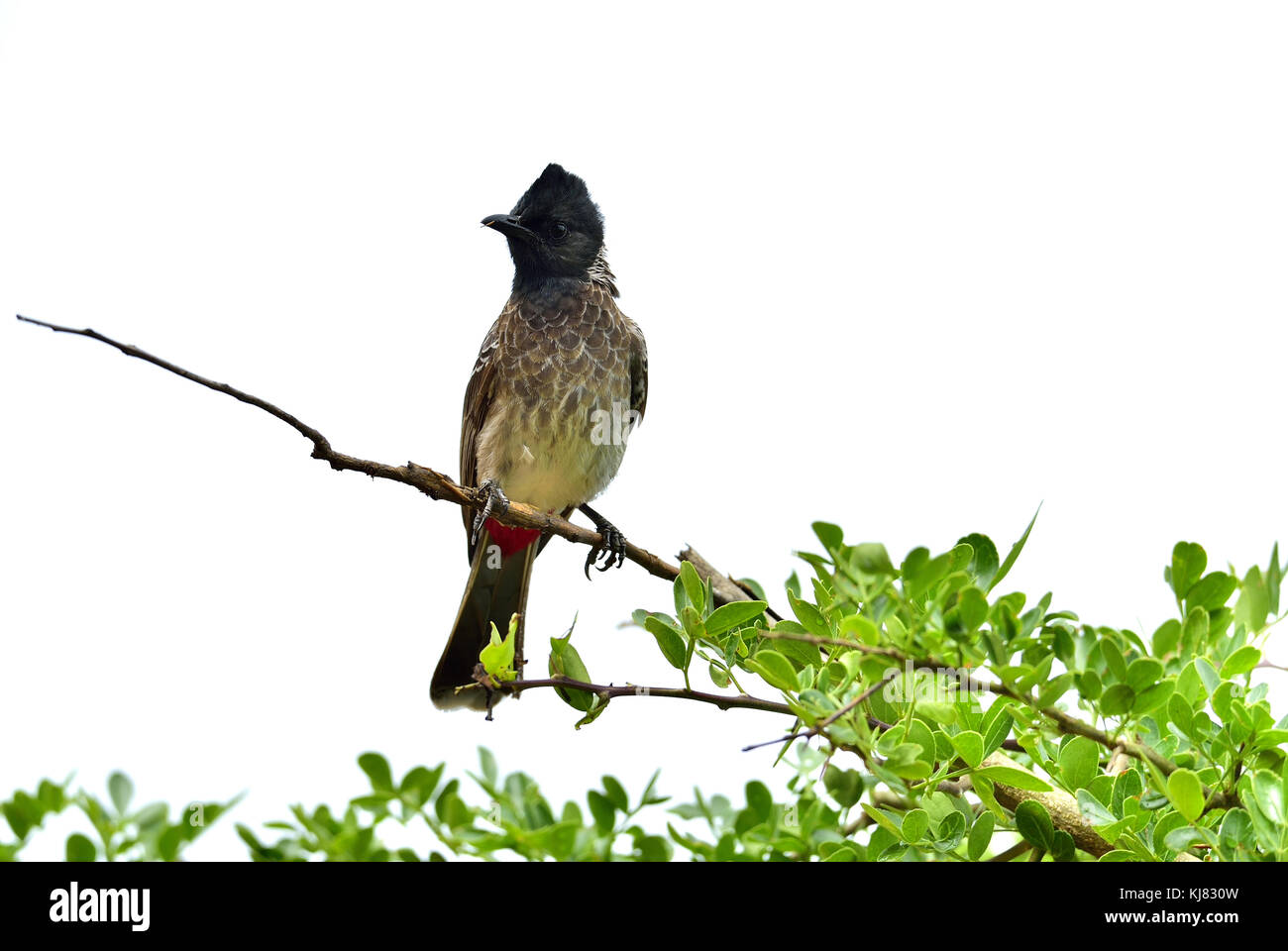 Uccello sul ramo di albero. isolato su sfondo bianco-rosso bulbul ventilato (pycnonotus cafer) è un membro della famiglia di bulbul di passeriformi. sri Foto Stock