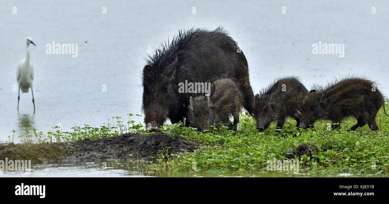 L'indiano il cinghiale (Sus scrofa cristatus), noto anche come il maiale andamanesi moupin o suino. Yala National Park. sri lanka Foto Stock