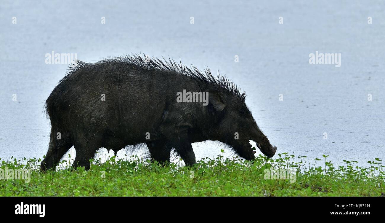 L'indiano il cinghiale (Sus scrofa cristatus), noto anche come il maiale andamanesi moupin o suino. Yala National Park. sri lanka Foto Stock