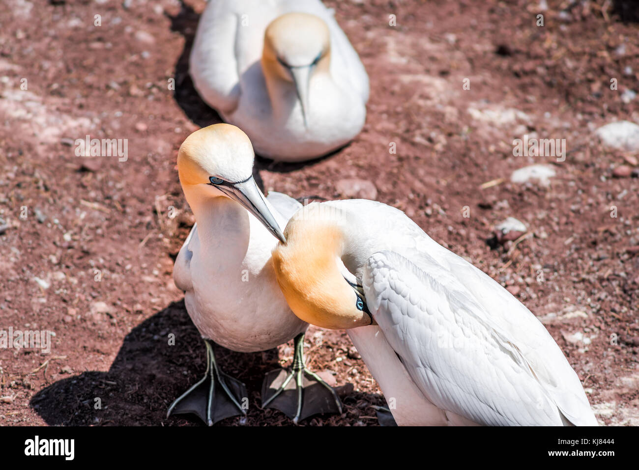 Giovane coppia di bianco Gannett uccello preening grooming ogni altra closeup con becco, bill sulla Bonaventure Island cliff in Perce, Quebec, Canada Foto Stock