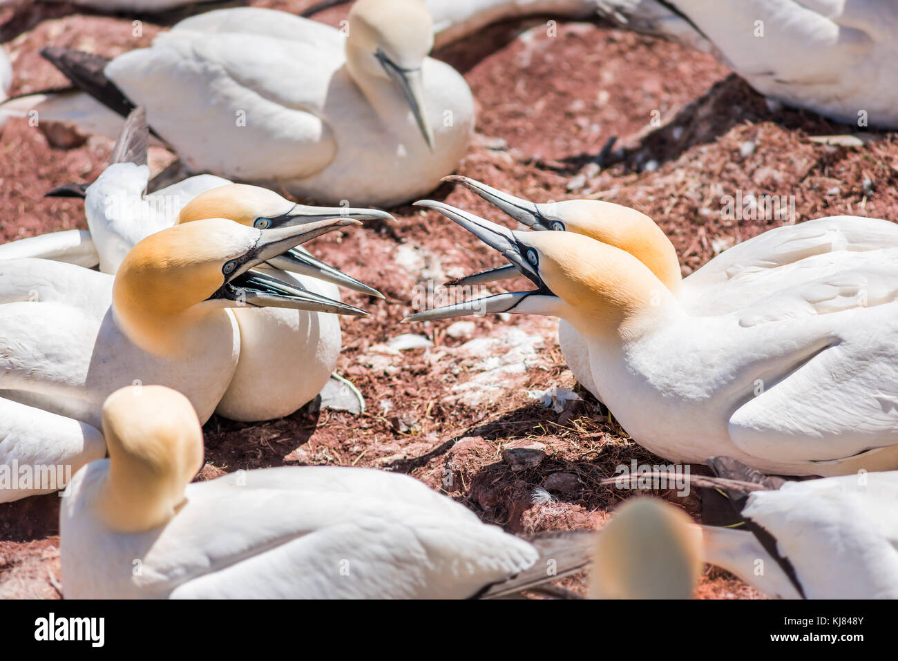 Due giovane coppia di quattro bianchi Gannett bird vicini closeup con becchi, bollette aprire sostenendo combattimenti urlando sulla Bonaventure Island cliff in Perce, Qu Foto Stock