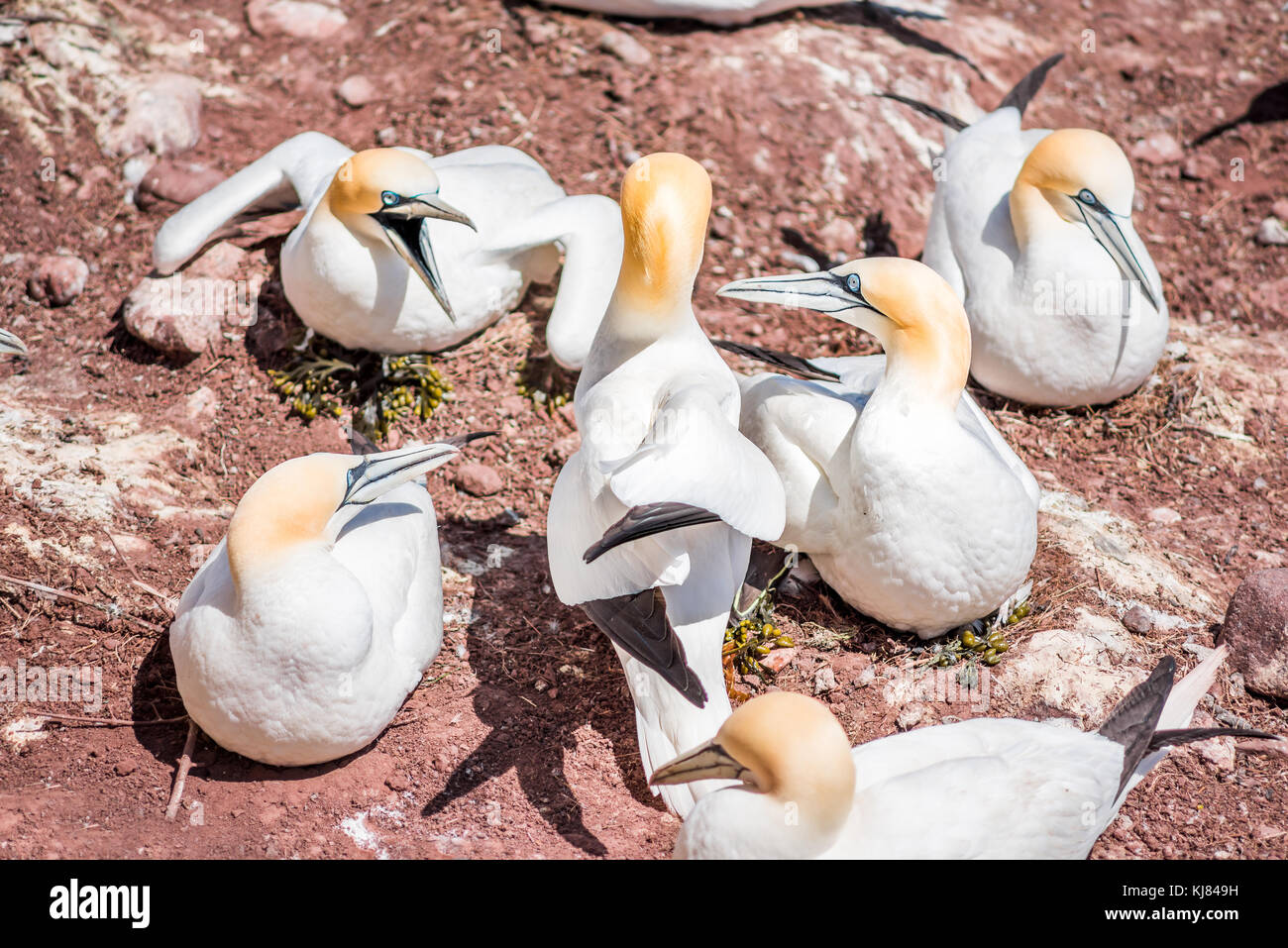 Quattro bianchi Gannett bird vicini closeup con becchi, bollette aprire sostenendo combattimenti urlando sulla Bonaventure Island cliff in Perce, Quebec, Canada Foto Stock