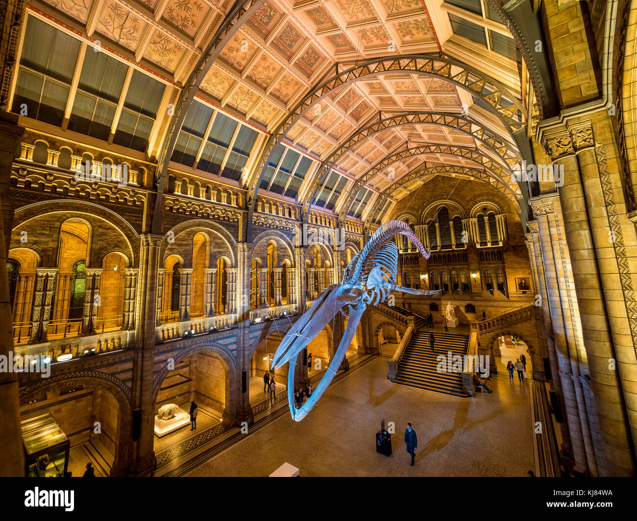 Blue Whale Skeleton denominato speranza, appeso in Hintze Hall, il Museo di Storia Naturale di Londra, Regno Unito. Foto Stock