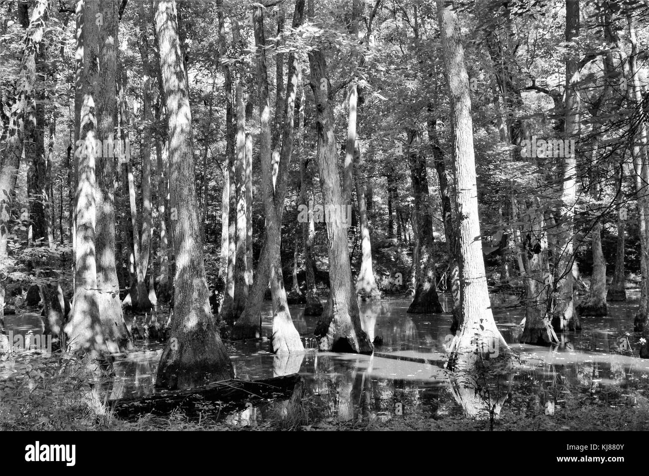 Cypress swamp sulla Natchez Trace Parkway in madison county, Canton, Mississippi Foto Stock